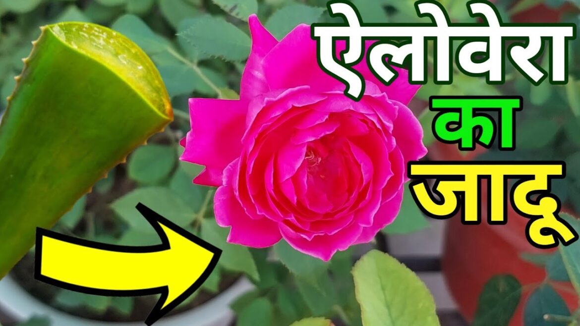 ऐलोवेरा के 7 चमत्कार.Rose plant growing tips.Benefits of Aloevera plant.organic fertilizer.Gardening ऐलोवेरा के 7 चमत्कार.Rose plant growing tips.Benefits of Aloevera plant.organic fertilizer.Gardening