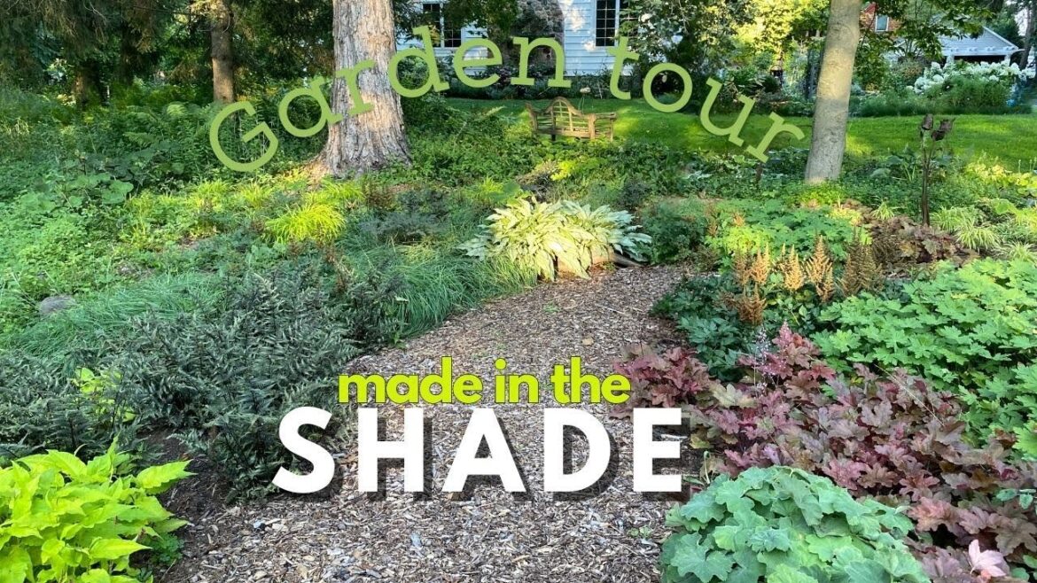 Tour a shade garden 20 years in the making