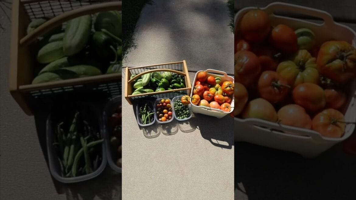 #AUGUST #HARVEST WITH ME | August 18, 2023 | Connecticut #Garden #AUGUST #HARVEST WITH ME | August 18, 2023 | Connecticut #Garden