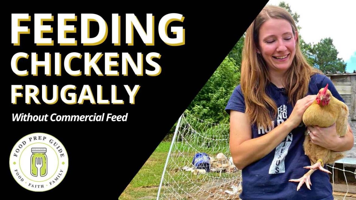 Feeding Chickens Cheap WITHOUT Pellets Feeding Chickens Cheap WITHOUT Pellets