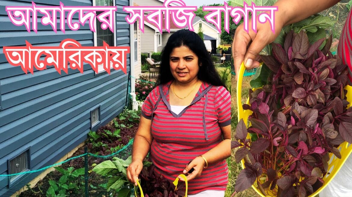 আমেরিকায় আমাদের সবজি বাগান 2023 || our vegetable garden in USA @bongGirlinUSA আমেরিকায় আমাদের সবজি বাগান 2023 || our vegetable garden in USA @bongGirlinUSA