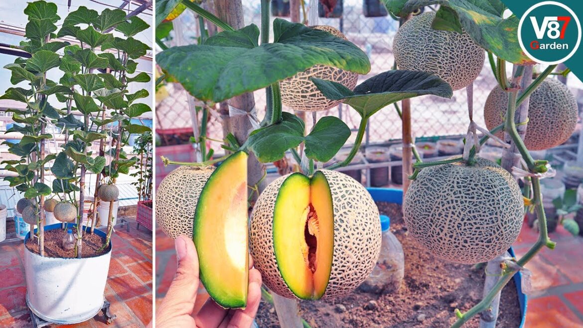 How to Grow Melon in Container Using Kitchen Waste