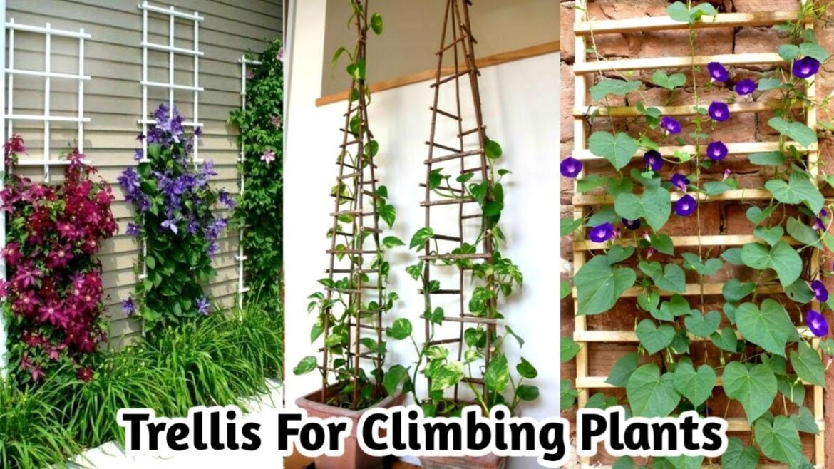 Trellis For Climbing Plants/ Diy Trellis For Climbing Flowers /Climbing a Wood Fence/ Trellis