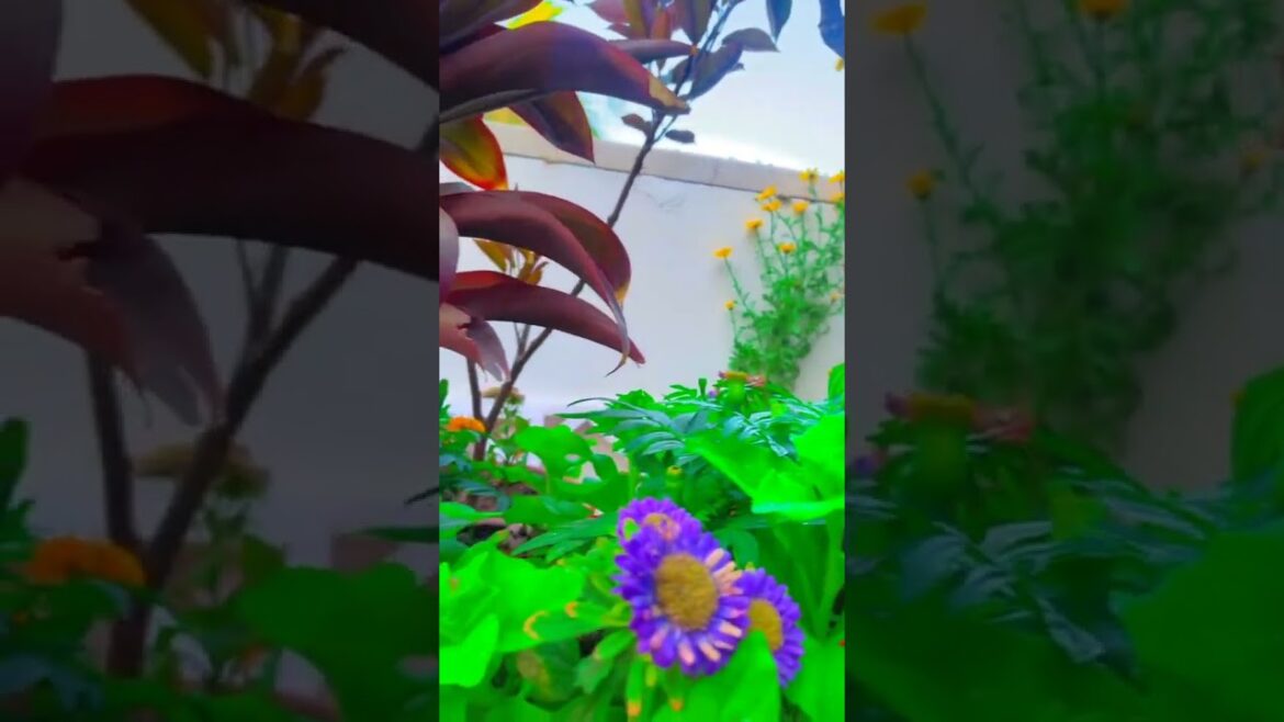 Creative and Beautiful terrace garden | Terrace decoration | #shorts #viral  #garden  #gardendesign