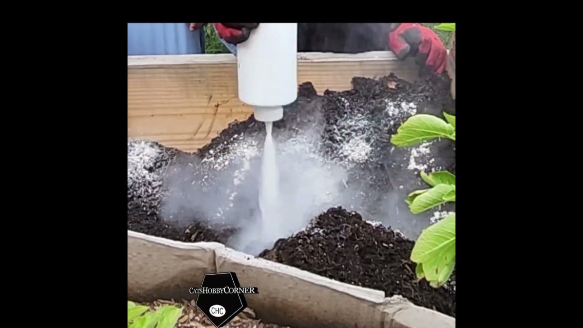 #redgold #potato #gardening  #harvest -  Clip  -  #catshobbycorner