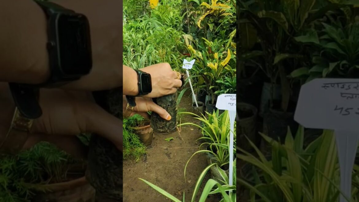 ЁЯМ▒ Gardening Tips For Beginners 4 ЁЯМ┐ | рдирд░реНрд╕рд░реА рд╕реЗ рдкреМрдзреЗ рдЦрд░реАрджрддреЗ рд╕рдордп рдзреНрдпрд╛рди рд░рдЦреЗрдВ ред ЁЯМ┐ #shortvideo #plant ЁЯМ▒ Gardening Tips For Beginners 4 ЁЯМ┐ | рдирд░реНрд╕рд░реА рд╕реЗ рдкреМрдзреЗ рдЦрд░реАрджрддреЗ рд╕рдордп рдзреНрдпрд╛рди рд░рдЦреЗрдВ ред ЁЯМ┐ #shortvideo #plant