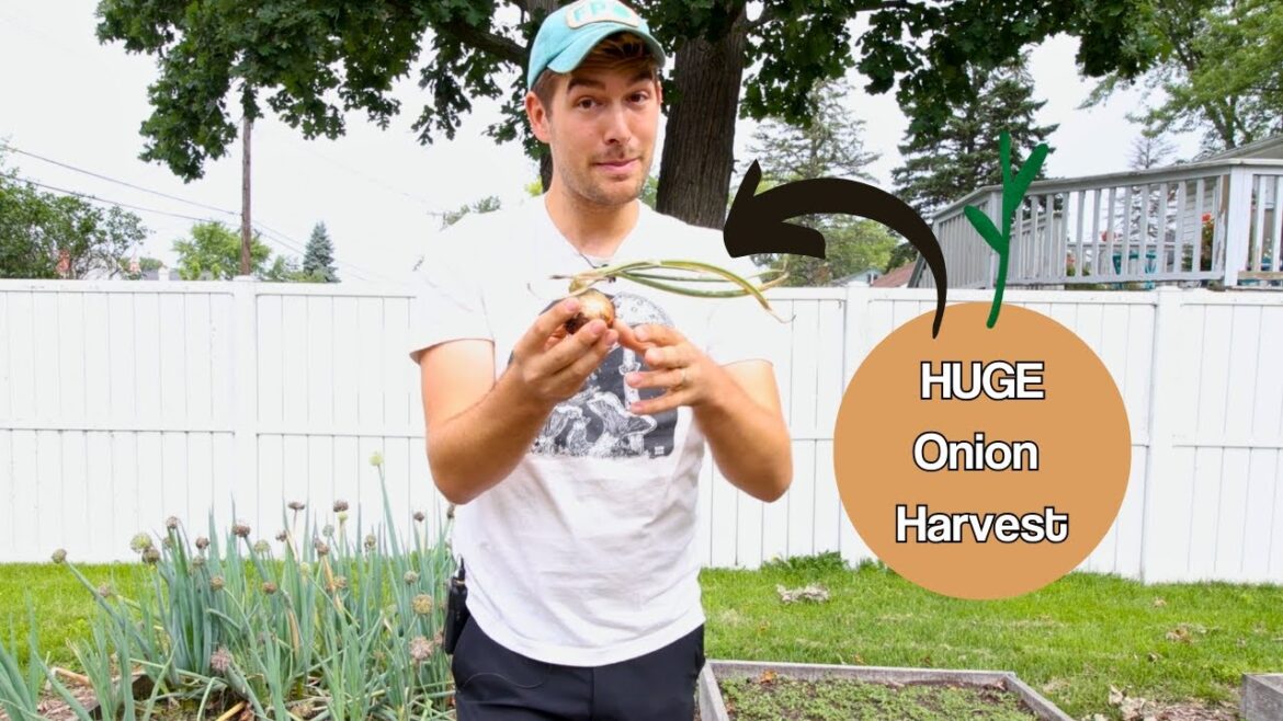 MIgardener: SIX Tips For Growing Onions SIX Tips For Growing Onions