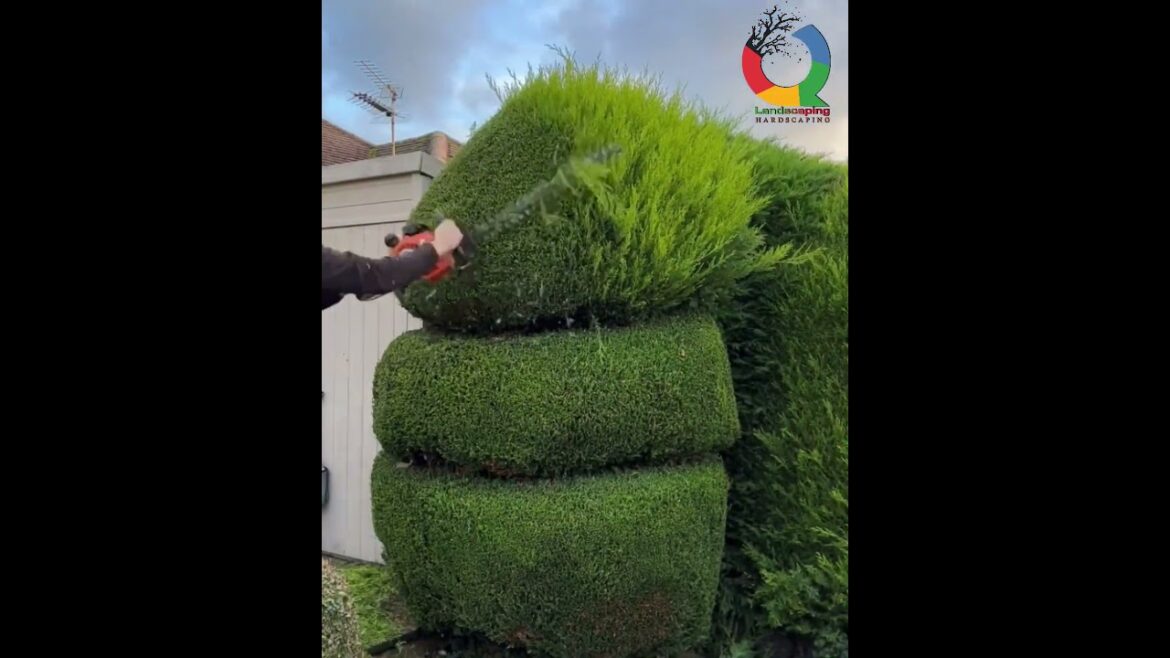 |Bush trimming Q Pros Landscaping | Canada #hardscaping #diy |Bush trimming Q Pros Landscaping | Canada #hardscaping #diy