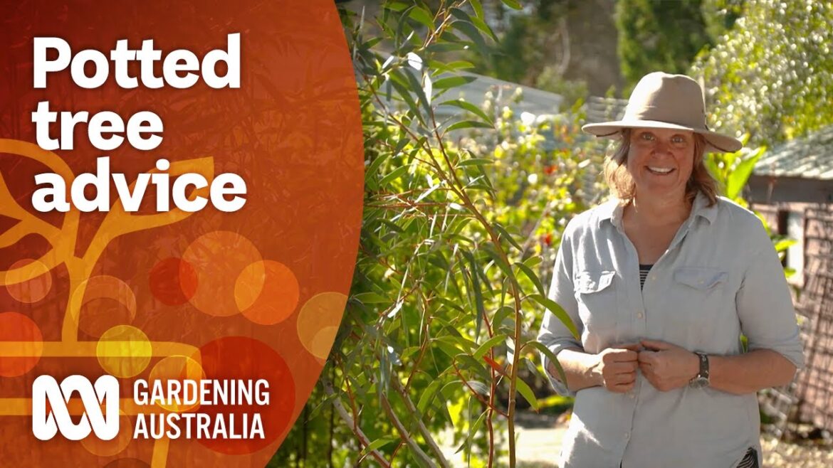 How to choose the right tree for successful container growing | Gardening 101 | Gardening Australia