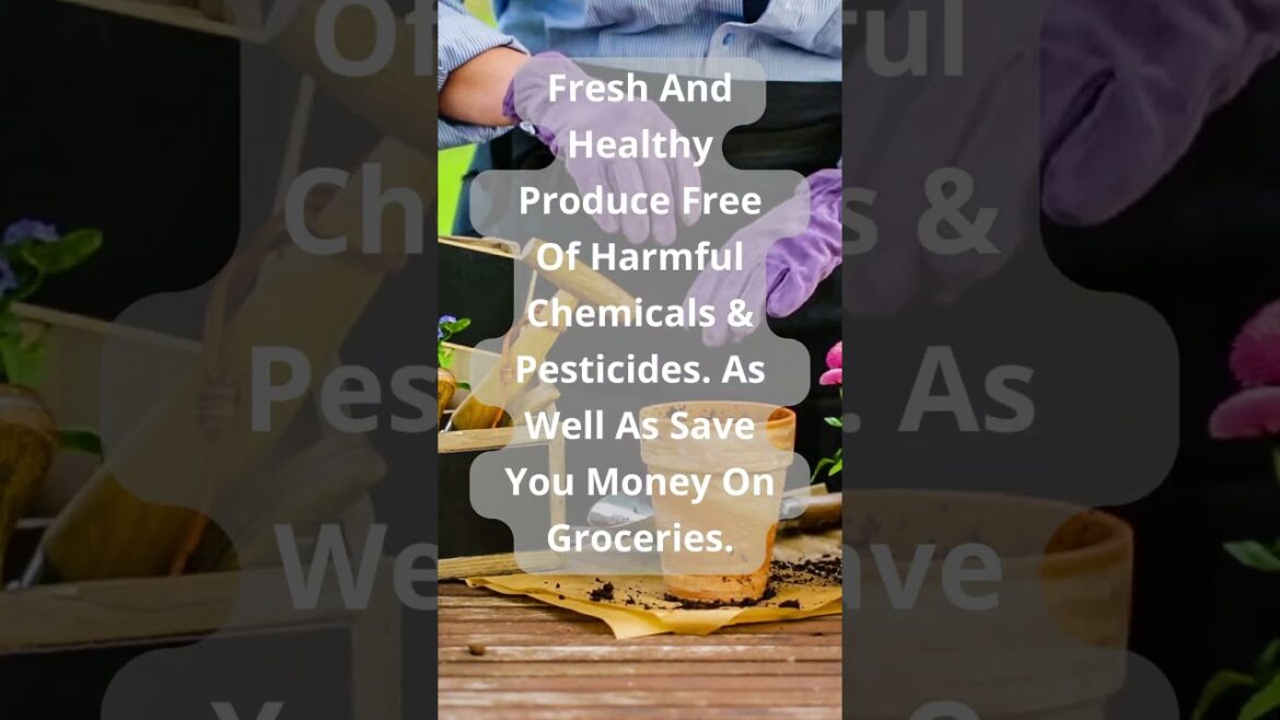 Gardening Facts: Growing Your Own Food Has Many Benefits #shorts #garden #gardening #nongmo