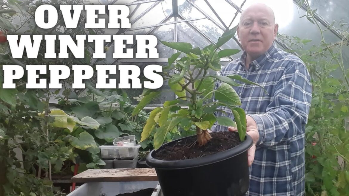 Over Winter Peppers [Gardening Allotment UK] [Grow Vegetables At Home ]