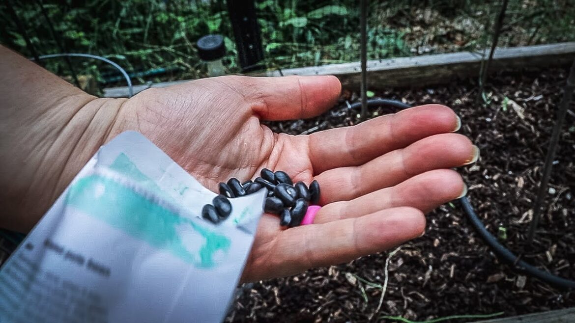 SWITCHING FROM SUMMER TO FALL GARDEN | Sow Seeds in August! | Connecticut Garden