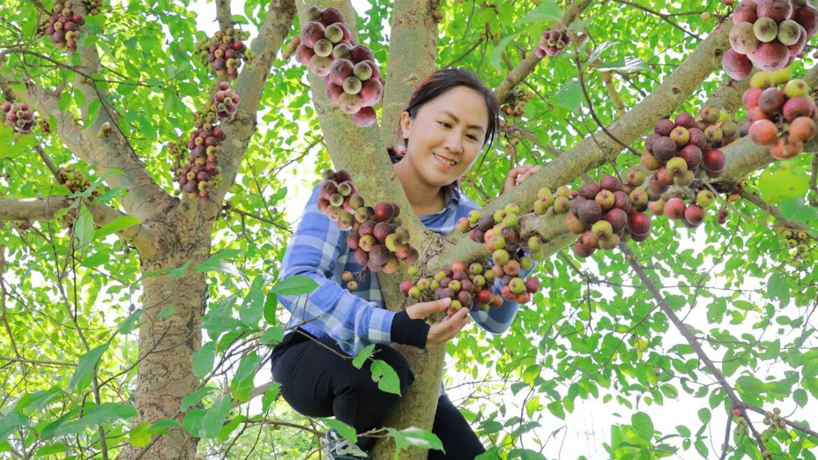 Harvest Ficus Carica (Fig Fruit) goes to the market sell - Meal alone | Emma Daily Life