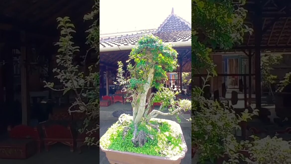 the special bonsai most desired by bonsai lovers