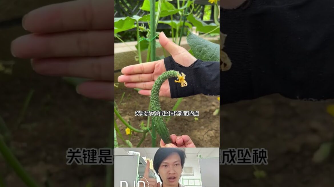 How to grow vegetables at home #vegetablegardening #gadget #veggrowing #vegetableplanting