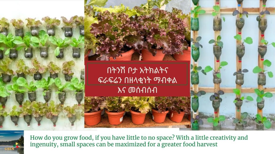 Vertical & Container Gardening for Ethiopia | Growing food in small spaces