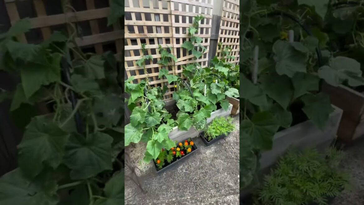 3 Secret Tips to Grow Cucumers | Growing Cucumbers | Gardening Tips #shorts