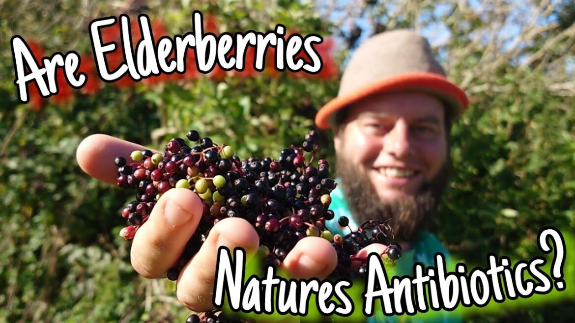 Elderberries – Natural Medicines That Grow On Trees ๐ (Wild Food & Medicine) Elderberries - Natural Medicines That Grow On Trees ๐ (Wild Food & Medicine)