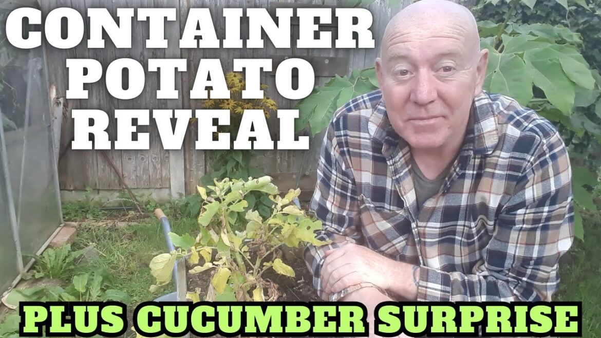 Container Potato Reveal & Cucumber Surprise [Gardening Allotment UK] [Grow Vegetables At Home ]