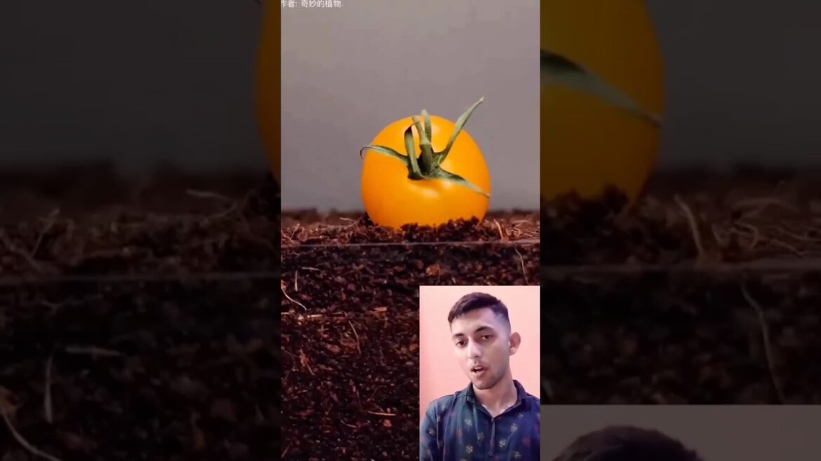 TOMATO 🍅plant Growth #plants #growth #shorts #reaction #timelapse  #reactionshorts