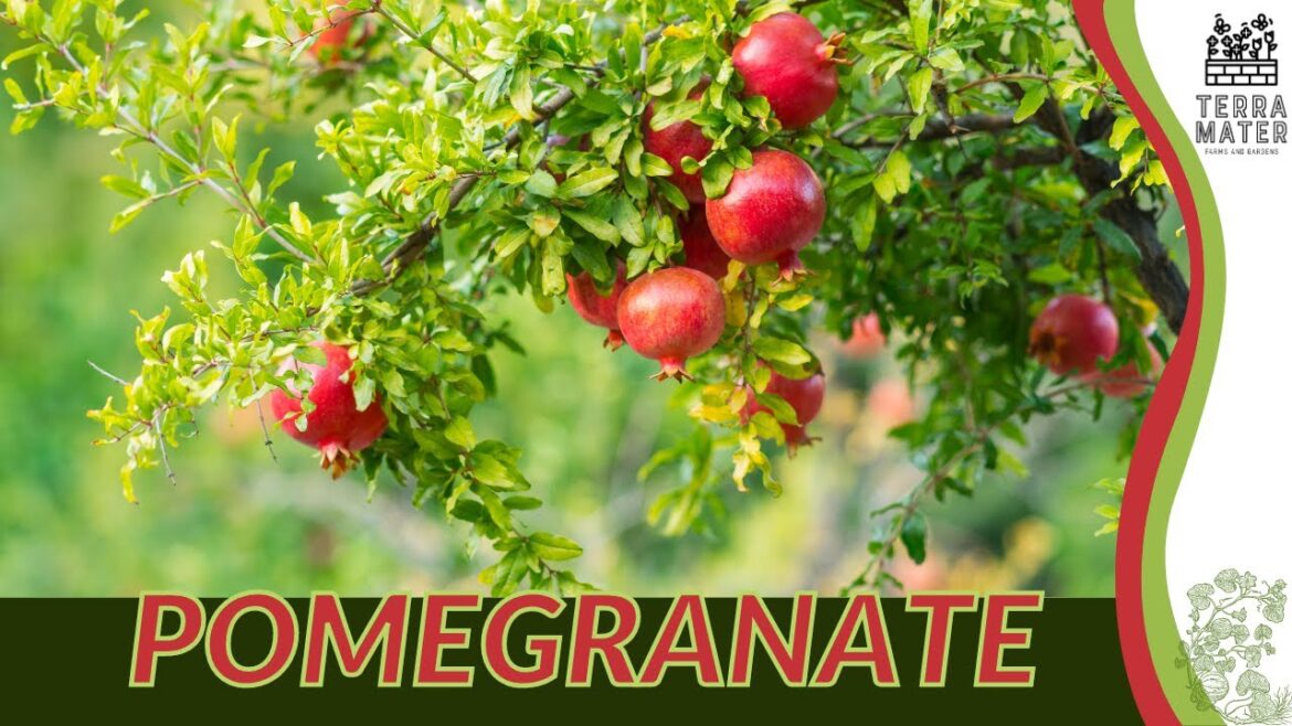 POMEGRANATE Information, Description & More! (Punica granatum) POMEGRANATE Information, Description & More! (Punica granatum)