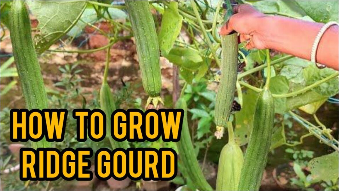 How To Grow Ridge Gourd| Grow Bottle Gourd At Home|How to grow organic ridge gourd| grow Spong Gourd