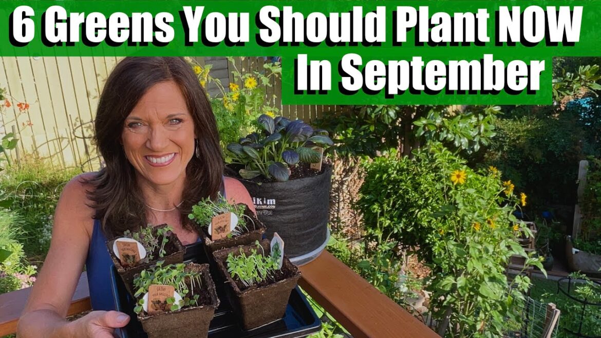 CaliKim: 6 Greens You Should Plant NOW in September! 6 Greens You Should Plant NOW in September!