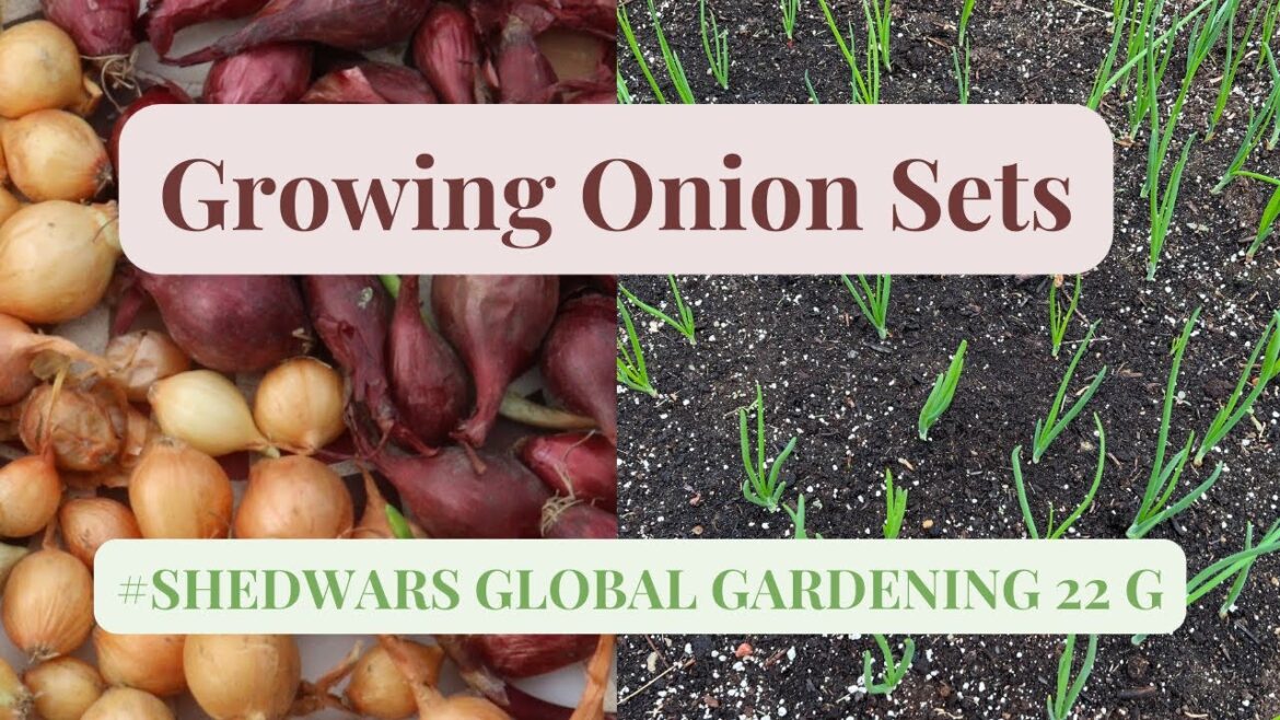 Growing Onion Sets in Raised Beds // SHEDWARS GLOBAL GARDENING 22G