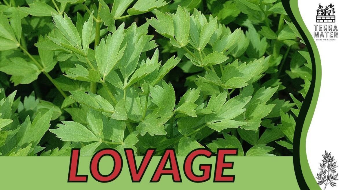 LOVAGE Information, Description & More! (Levisticum officinale)
