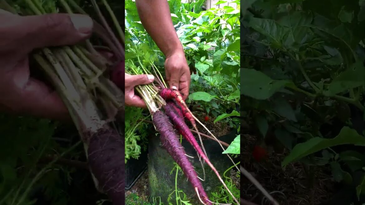 Easily co-plant two popular foods in your garden