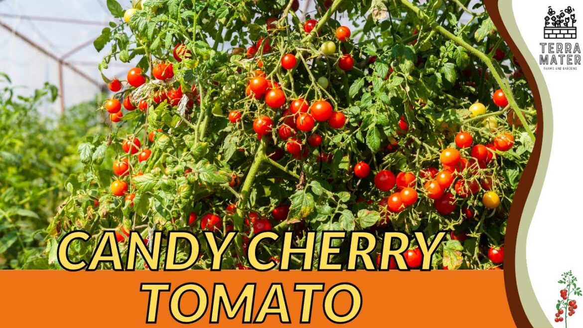 CANDY CHERRY TOMATO Information, Description & More! (Solanum lycopersicum)