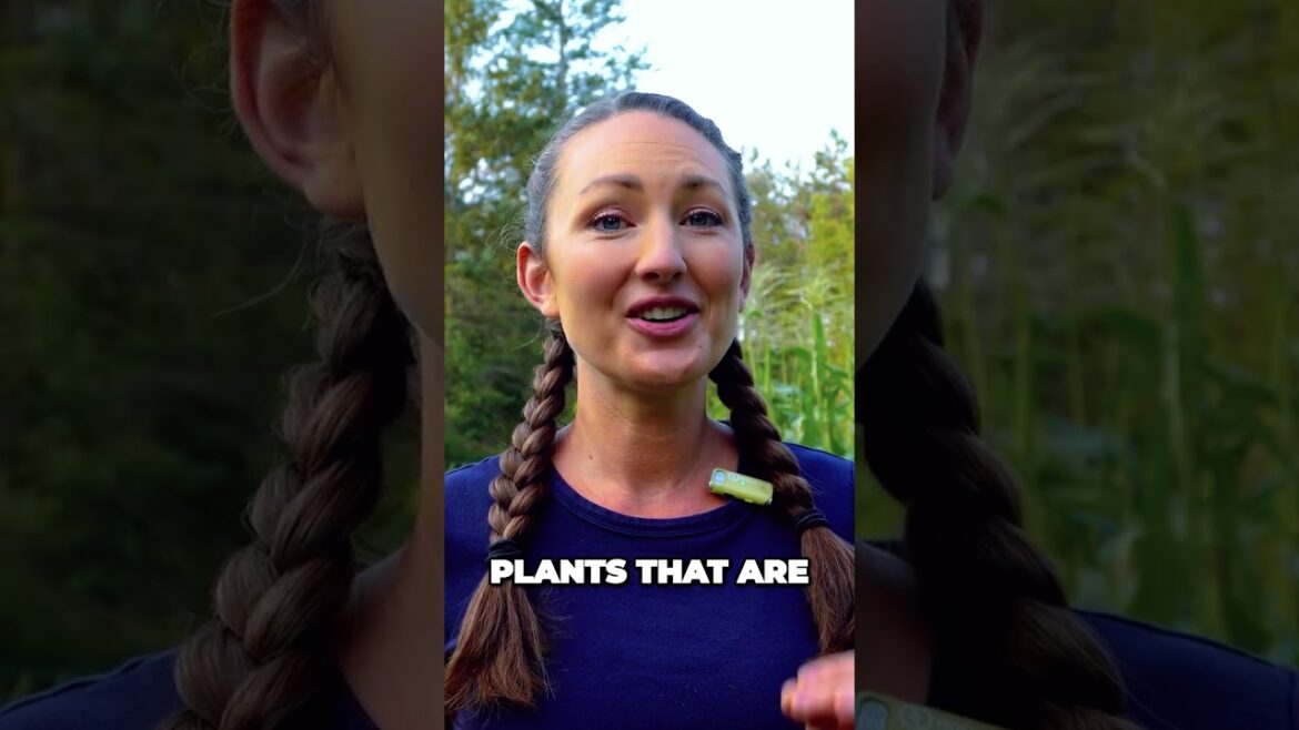 Frostproof Gardening Tips Quickgrowing Radishes to Harvest Before First Frost