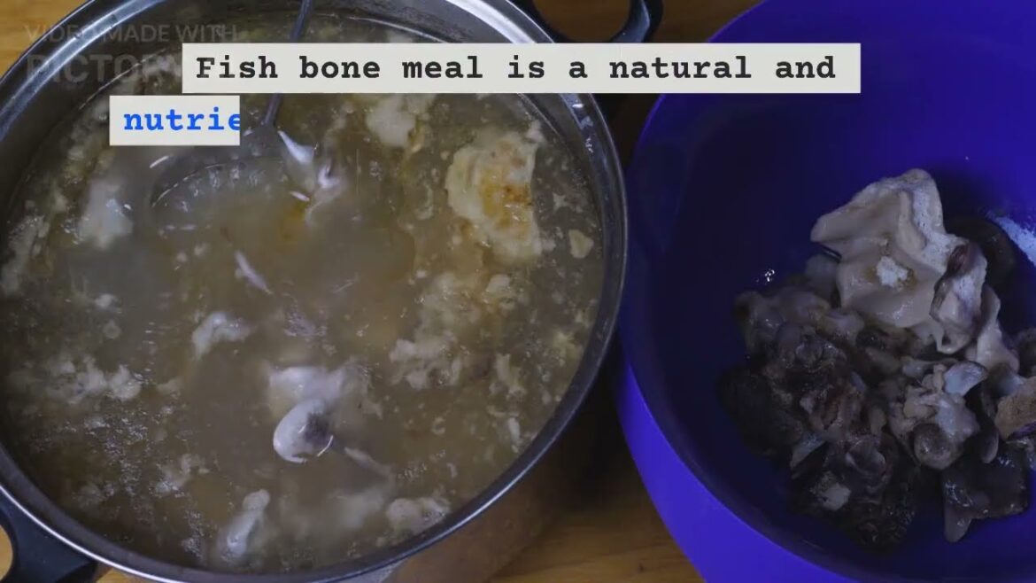 Fish Bone Meal – a powerhouse organic fertilizer with a focus on phosphorus. Fish Bone Meal – a powerhouse organic fertilizer with a focus on phosphorus.