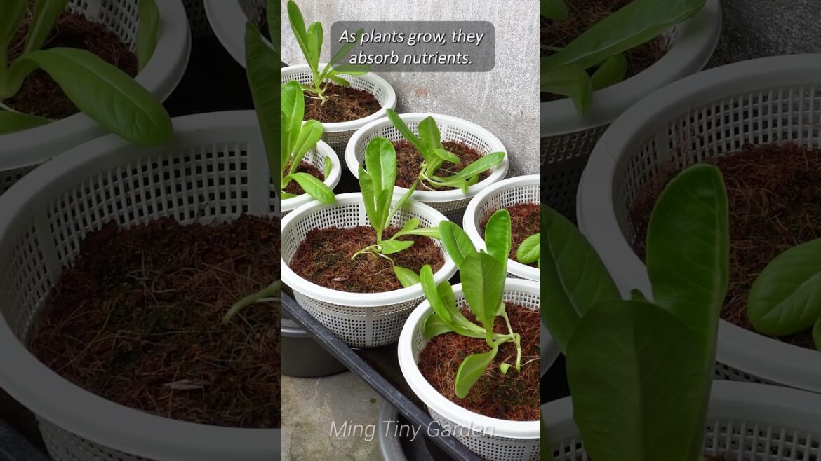 Lettuce Cultivation – From Seed to Salad Lettuce Cultivation - From Seed to Salad