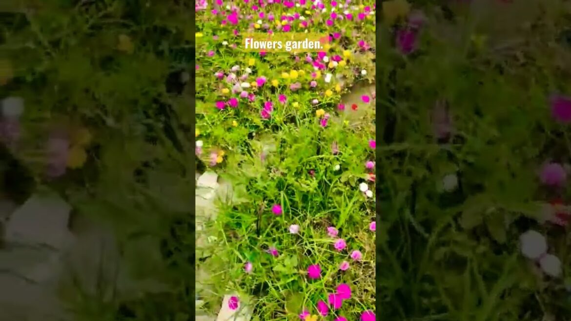 Portulaca flowers garden. Designers idea. Garden design ideas. #viral #shorts #short #video #flowers