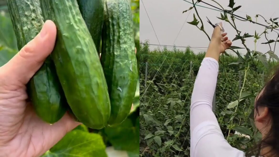 Enjoy Beautiful Nature With Rural Life # 18 | Cucumber, Vegetables Farming