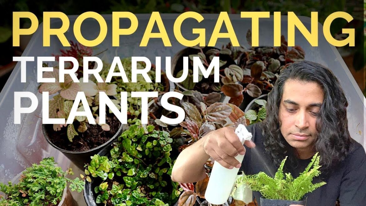 How to propagate plants for terrariums How to propagate plants for terrariums