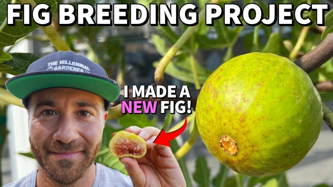 This BRAND NEW Fig Tree I Developed Is INSANELY Good! This BRAND NEW Fig Tree I Developed Is INSANELY Good!