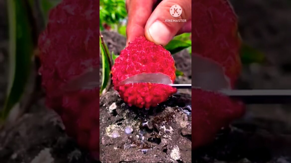 বাগানের ফল।fruit garden video#shorts#garden#fruitcutting বাগানের ফল।fruit garden video#shorts#garden#fruitcutting