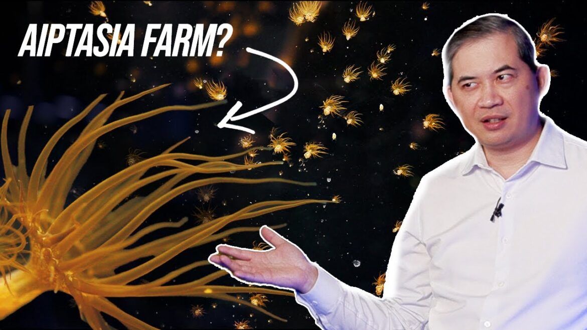 Are we an Aiptasia Farm now? | Tidal Gardens Coral Farm Update – Episode 29 Are we an Aiptasia Farm now? | Tidal Gardens Coral Farm Update - Episode 29