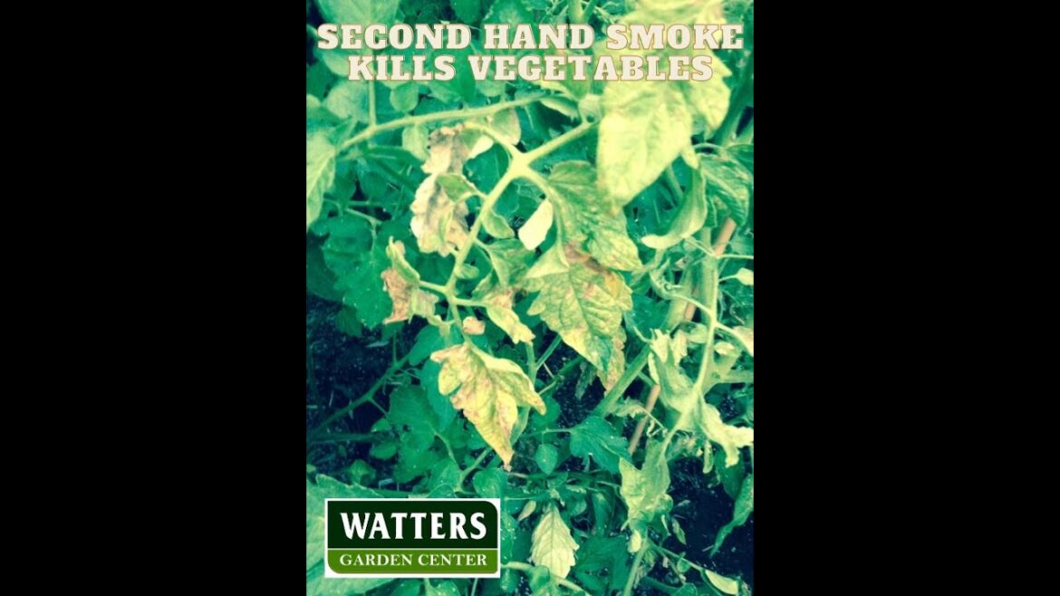 Top 10 Weekly Garden Advice - Second Hand Smoke Kills the Vegetable Garden
