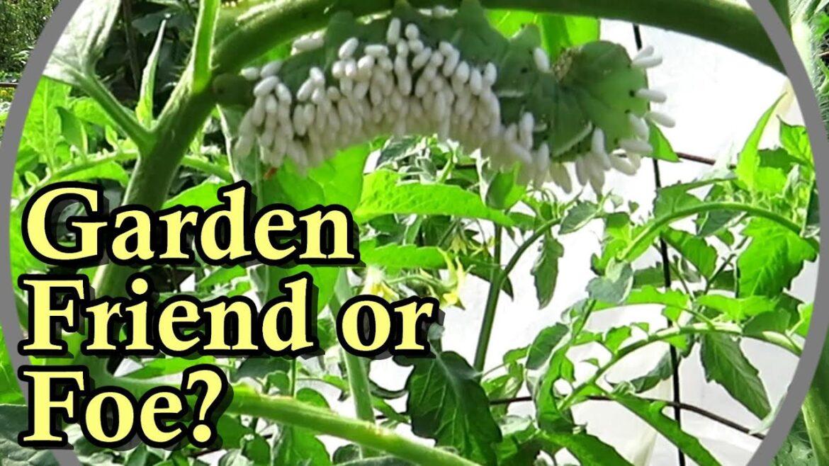 The Tomato Hornworm Covered in 'Good' Parasitic Wasp Eggs: Garden Friend or Foe & What to Do?