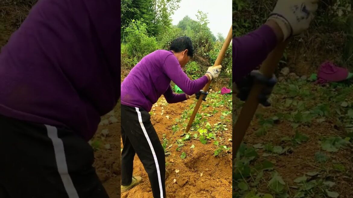 Harvesting time, Jicama farm!  #farming #harvesting #gardening #agriculture