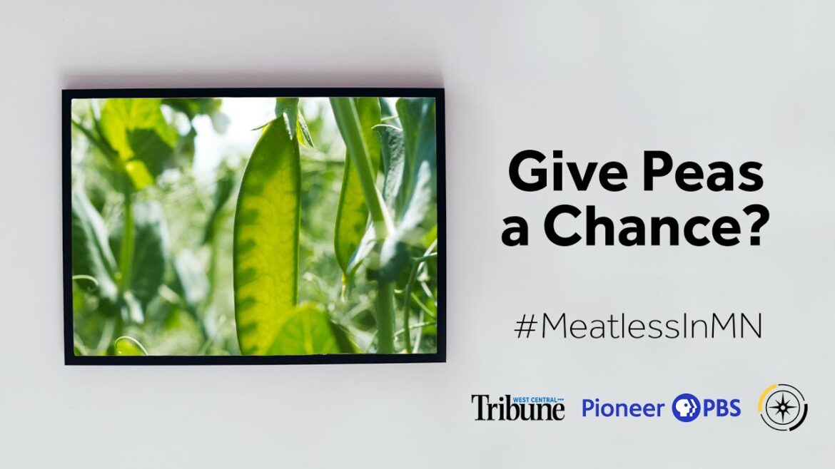 Minnesota’s Alt-Meat Revolution: Give Peas a Chance? Minnesota's Alt-Meat Revolution: Give Peas a Chance?