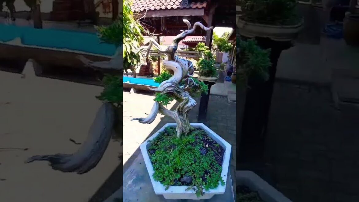 rare bonsai with a very special stem character