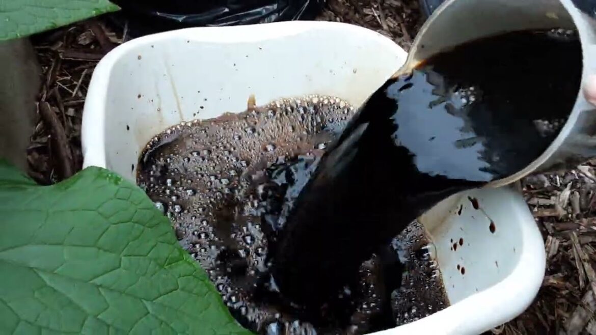 Drowning Perennial Weeds The Reveal 🌻 Comfrey Concentrate The Reveal 🌻 Home Made Liquid Plant Foods