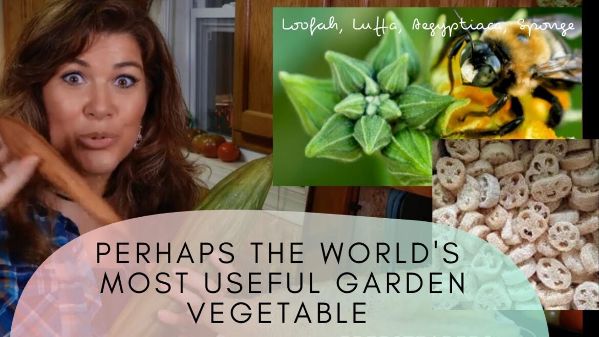 The Incredible Edible Luffa – The Most Versatile Vegetable for Your Covert Garden The Incredible Edible Luffa - The Most Versatile Vegetable for Your Covert Garden