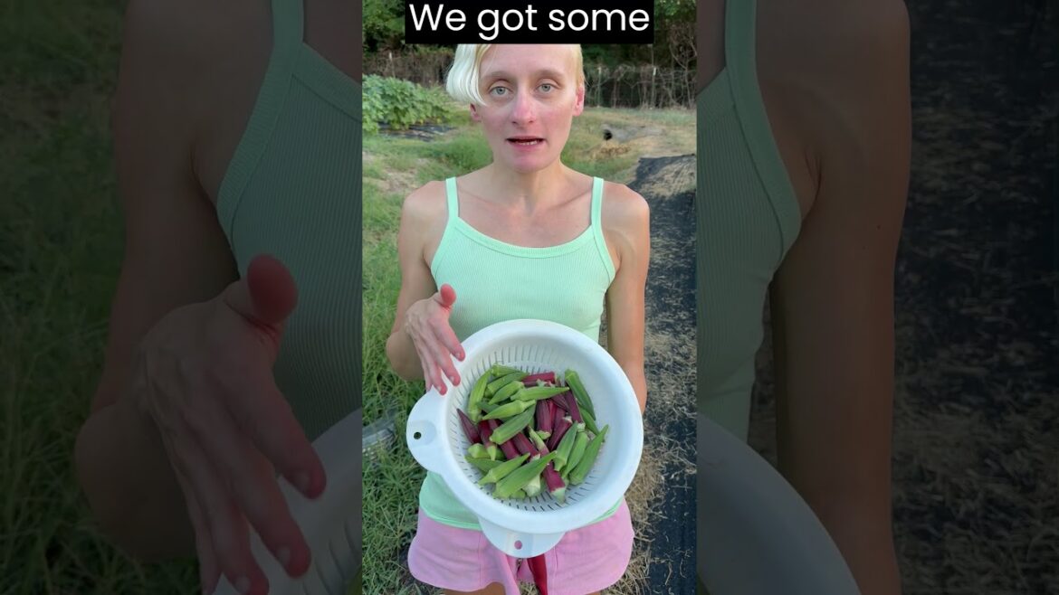 Evening Okra Harvest Sept 2nd 2023 #gardening #gardeningtips #garden