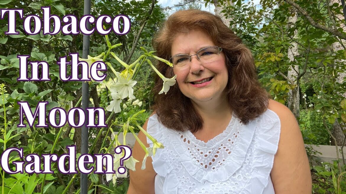 Jasmine Flower Plants (Nature's Enchanting Gift) // Gardening at the Simongetti North