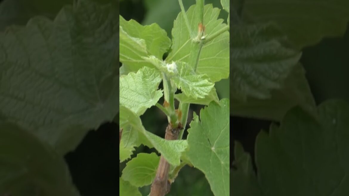 California Gardening: Quick Tips: How to Grow Grapes 🍇 | Shorts Quick Tips: How to Grow Grapes 🍇 | Shorts